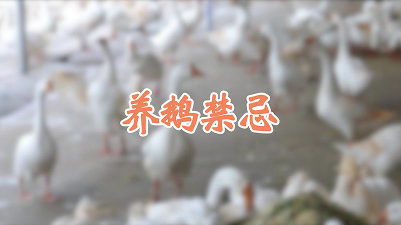 養(yǎng)鵝禁忌