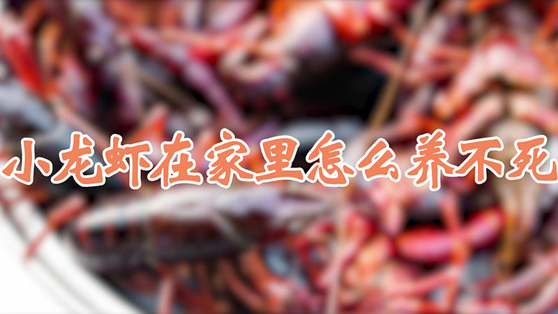 小龍蝦在家里怎么養(yǎng)不死