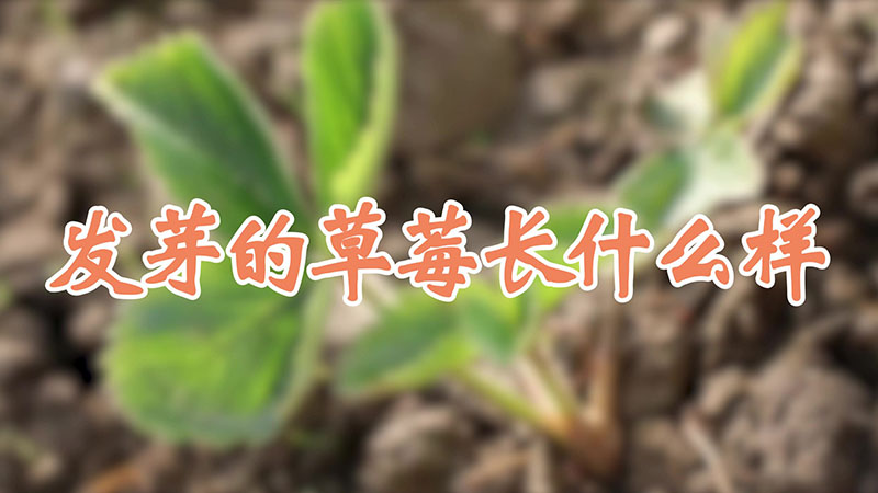 發(fā)芽的草莓長(zhǎng)什么樣