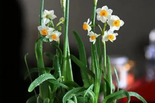 家里適合養什么植物風水學 室內適合養什么植物