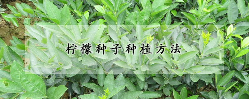 檸檬種子種植方法