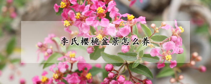 李氏櫻桃盆景怎么養(yǎng)