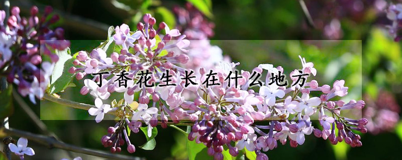 丁香花生長在什么地方