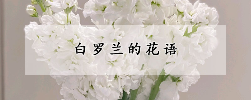 白羅蘭的花語(yǔ)