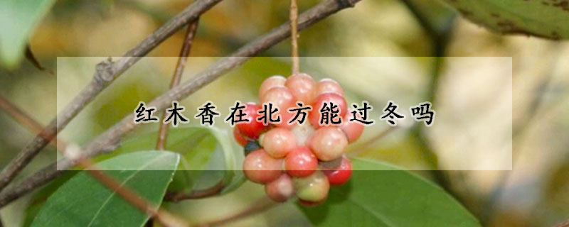 紅木香在北方能過冬嗎