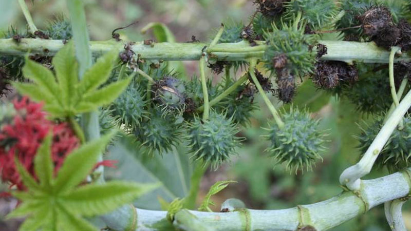 植物的莖具有什么作用