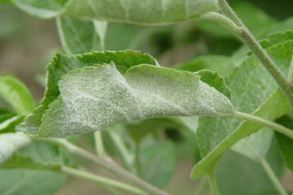 盆栽植物上出現白霜狀東西