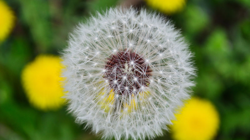 蒲公英什么時(shí)候開花