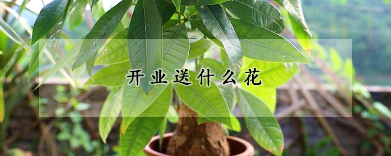 開(kāi)業(yè)送什么花