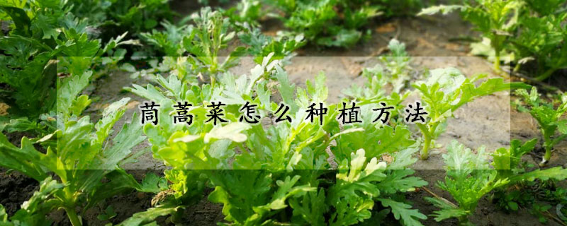 茼蒿菜怎么種植方法