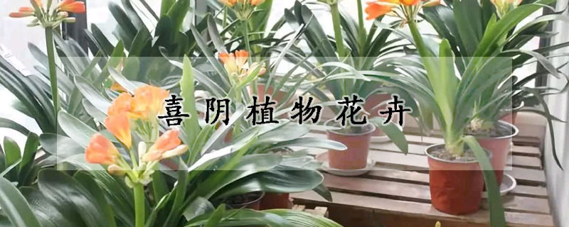 喜陰植物花卉