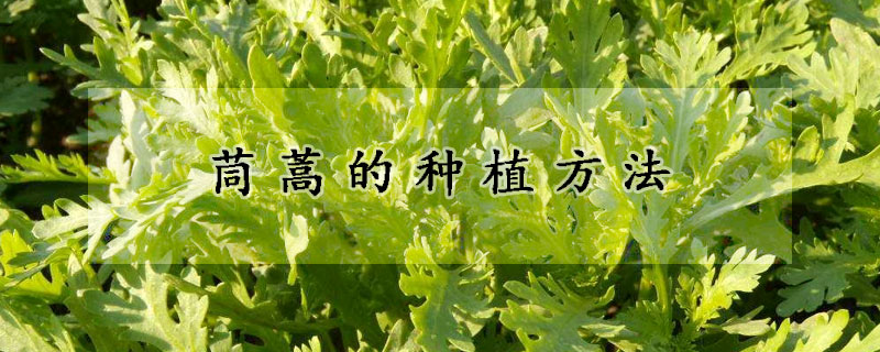 茼蒿的種植方法