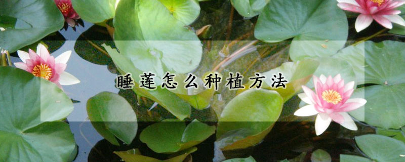 睡蓮怎么種植方法