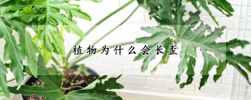 植物為什么會長歪