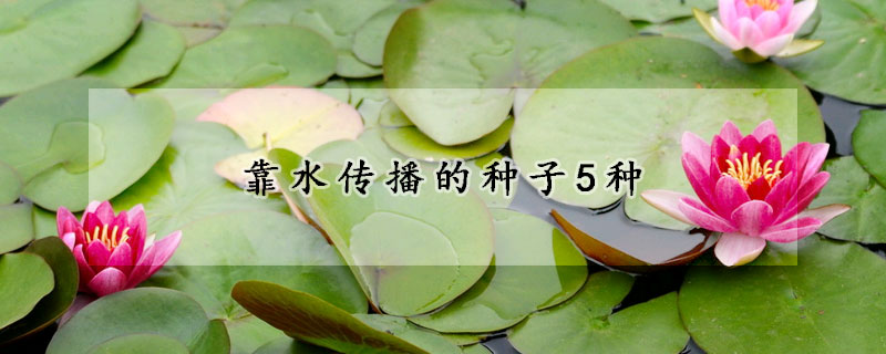 靠水傳播的種子5種