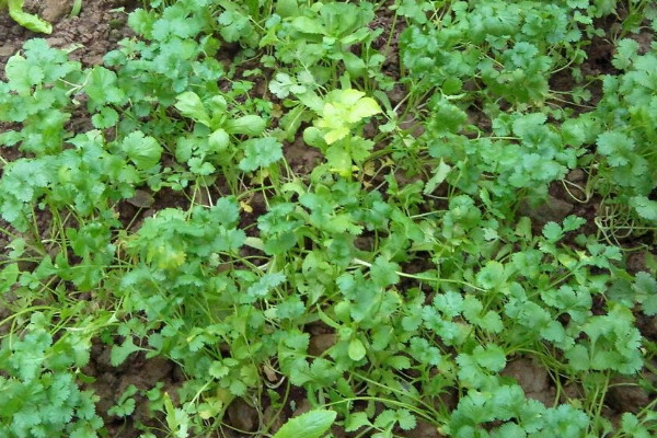 香菜的種植時(shí)間和方法