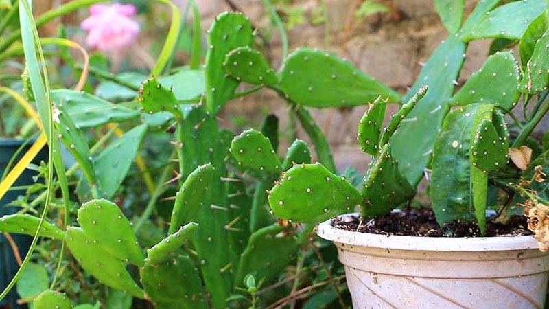 仙人掌是草本植物還是木本植物