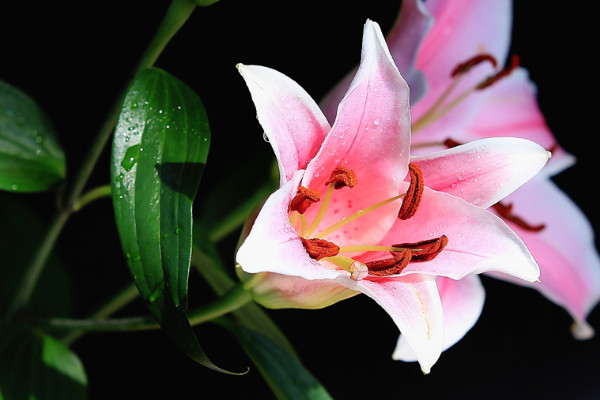 百合花謝后怎么留種子