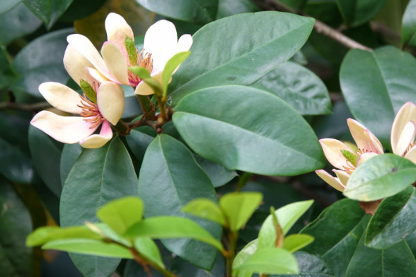 家養植物花卉圖片大全 家庭養花品種大全