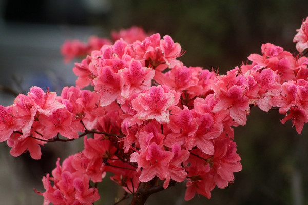 杜鵑花為什么是禁忌 養(yǎng)杜鵑花有什么講究嗎