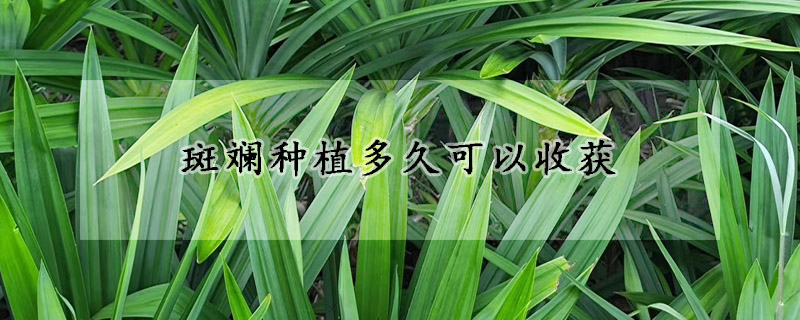 斑斕種植多久可以收獲