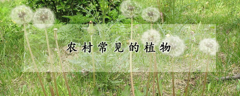 農村常見的植物