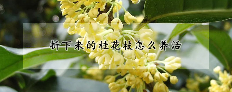 折下來的桂花枝怎么養(yǎng)活