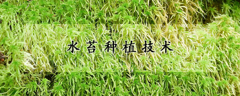 水苔種植技術(shù)