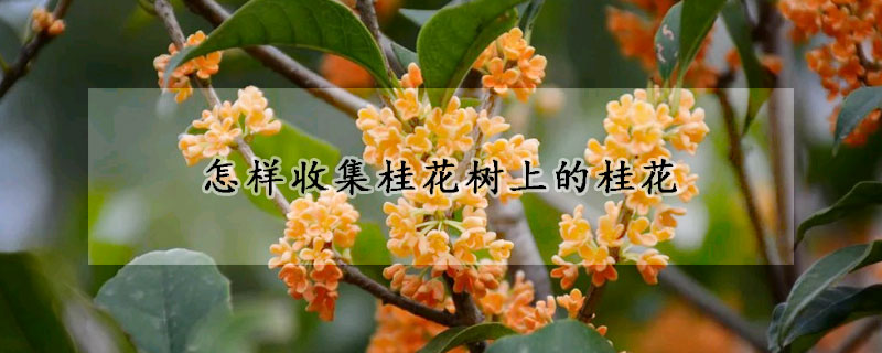 怎樣收集桂花樹上的桂花