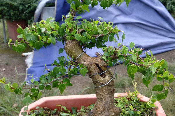 菩提樹怎么養才長得好