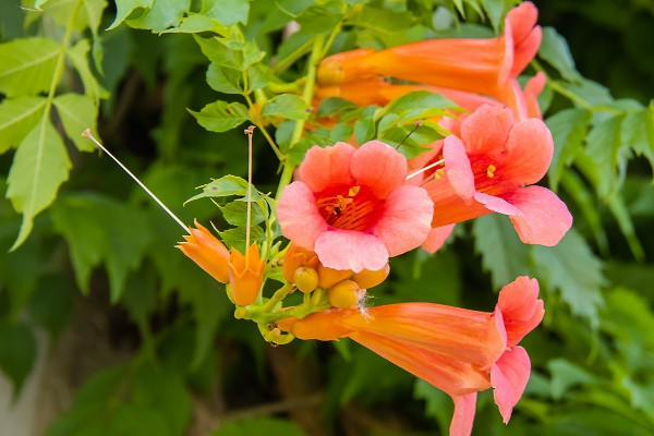 凌霄花種在院子里風水 凌霄花地栽要注意什么