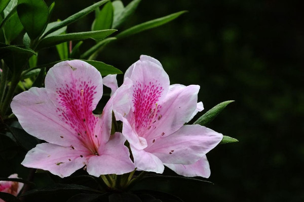 杜鵑花在風水上的意義 杜鵑花象征什么