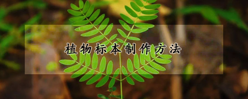 植物標本制作方法