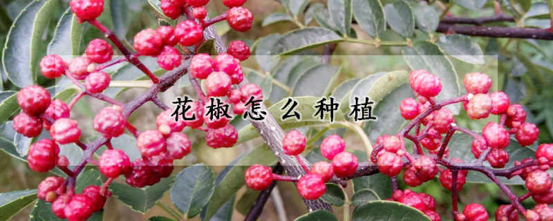 花椒怎么種植