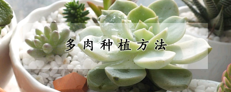 多肉種植方法