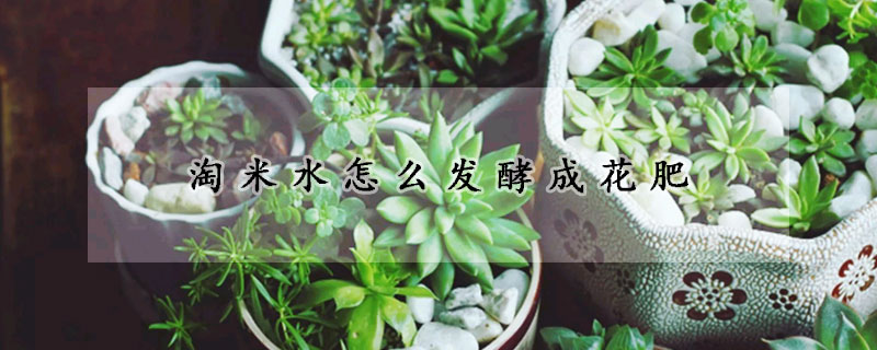 淘米水怎么發(fā)酵成花肥