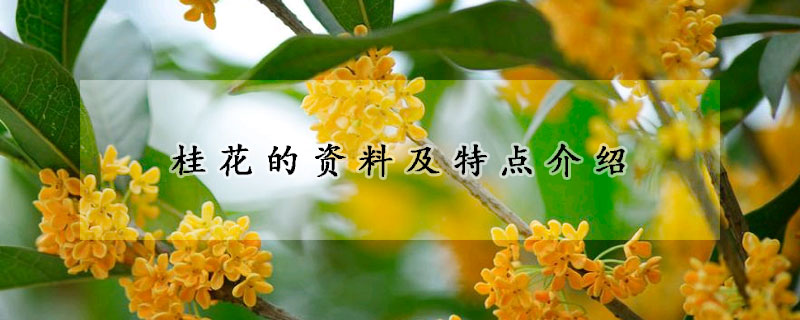 桂花的資料及特點(diǎn)介紹