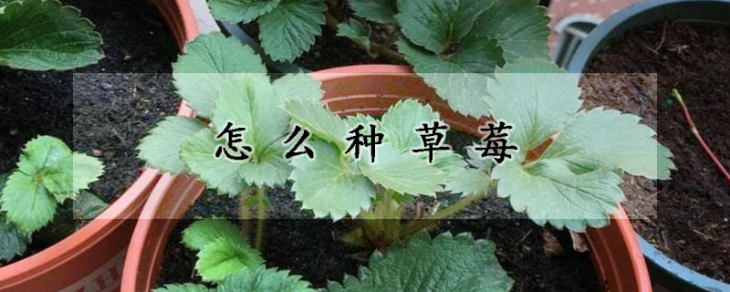 怎么種草莓