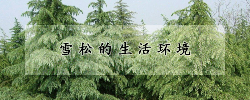 雪松的生活環境