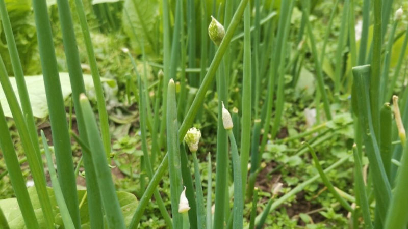 蔥苗的種植方法和時(shí)間