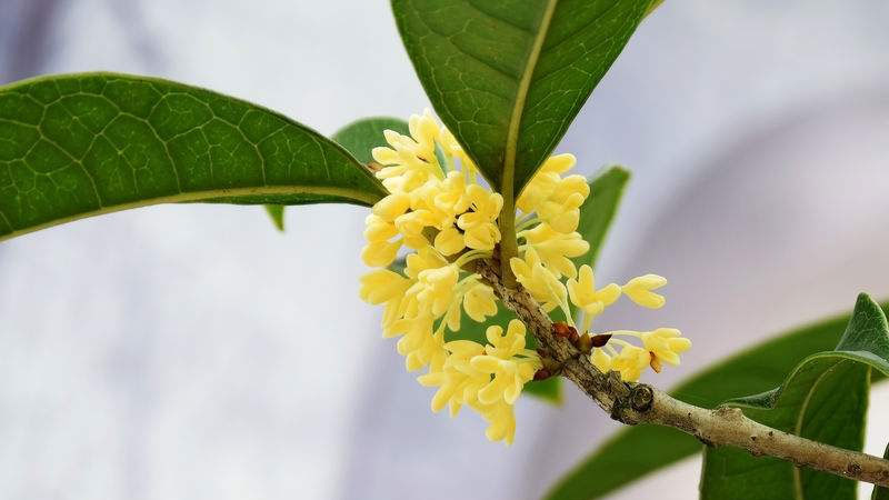 桂花樹(shù)的繁殖方法