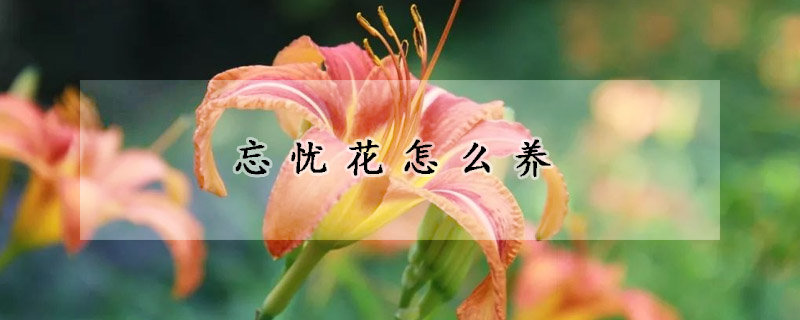 忘憂花怎么養