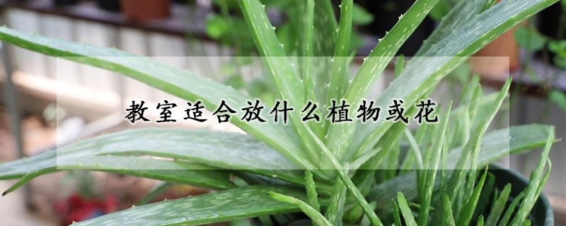 教室適合放什么植物或花