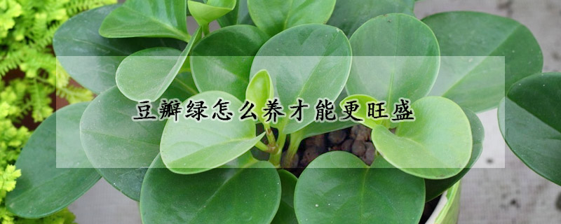 豆瓣綠怎么養(yǎng)才能更旺盛