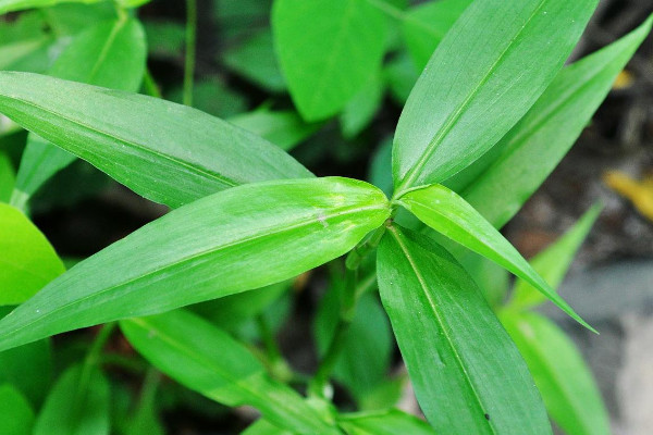 竹子怎么種植方法