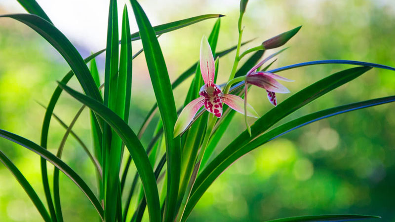 蘭花怎樣澆水不爛根