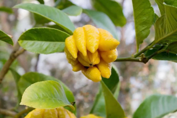 十大鎮(zhèn)宅辟邪的植物 鎮(zhèn)宅辟邪的綠植