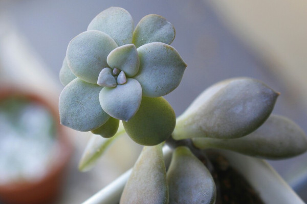 十大最漂亮的多肉植物 好看好養的多肉植物排行榜