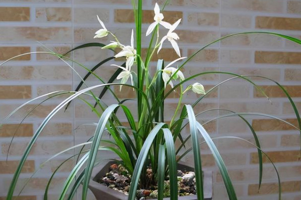 家里養什么花風水好 家里養什么植物寓意比較好