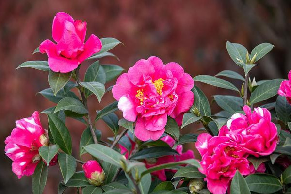 家里養什么花風水好 家里養什么植物寓意比較好